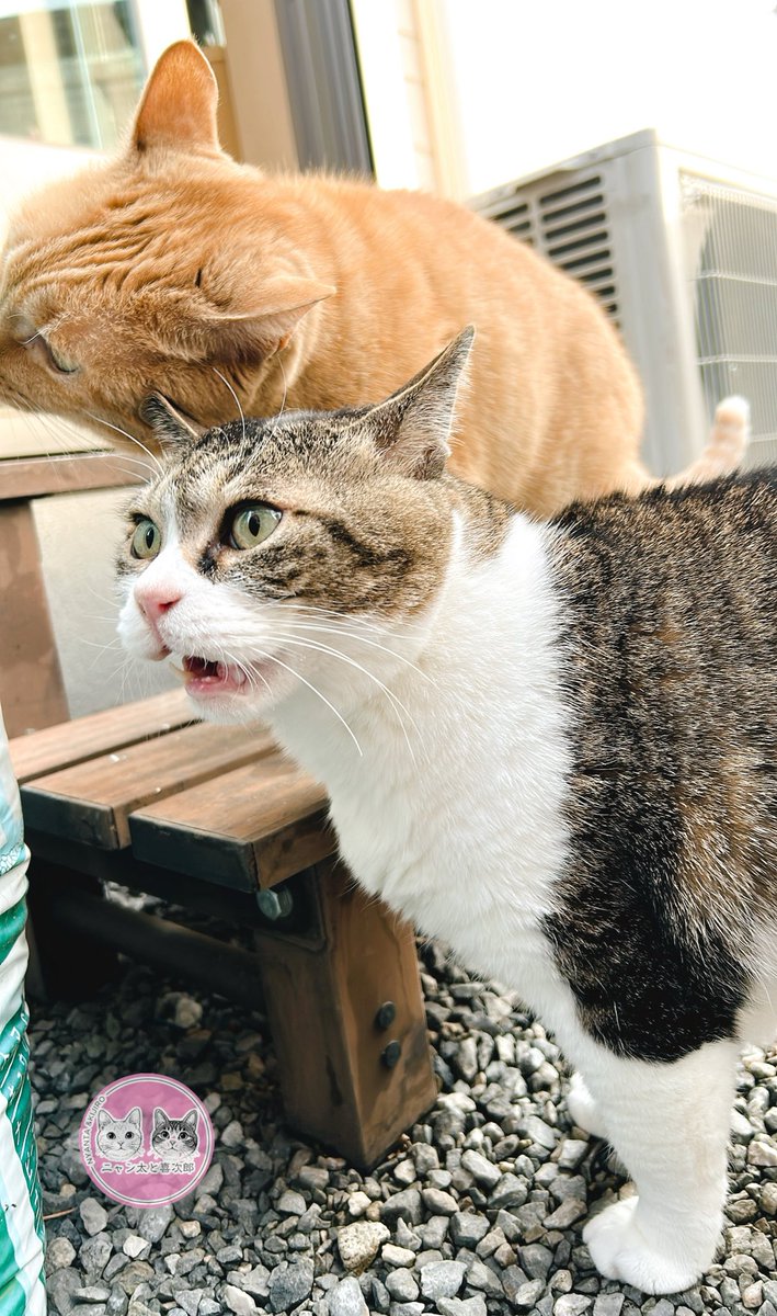 アチャ (@acha_acha04) / Highlights / X