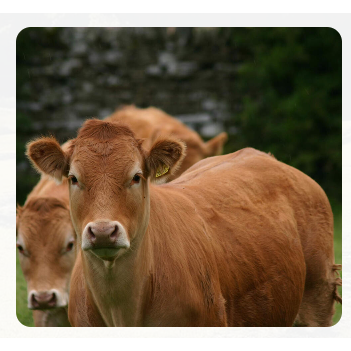 Addison County Economic Development Corporation tweet media