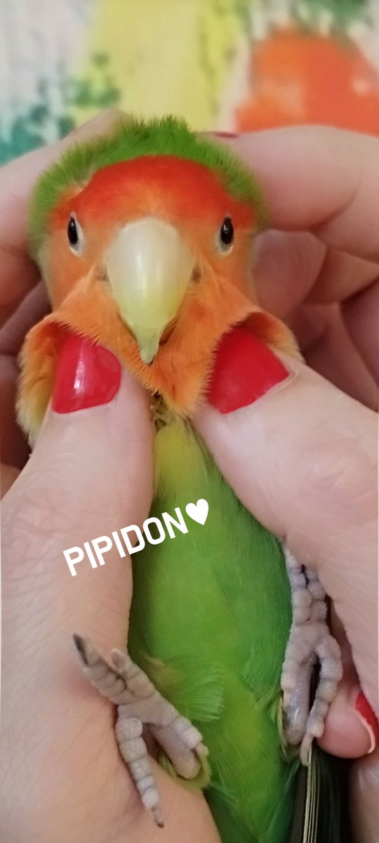 鮎川陽子 ☮️ tweet media