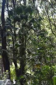 En 2025 un total de 44 especies de animales, plantas y hongos fueron declaradas oficialmente extintas según recoge la <a href="/IUCN/">IUCN</a>.

Más de 48 600 especies están actualmente en peligro de extinción, aproximadamente el 28 % de todas las evaluadas.

efeverde.com/lista-roja-de-…