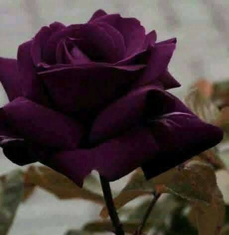 உண்மையைச் சொல்பவருக்கு
நினைவாற்றல்
தேவையில்லை.                                             #அன்புடன்_இனிய_காலை_வணக்கம்.....