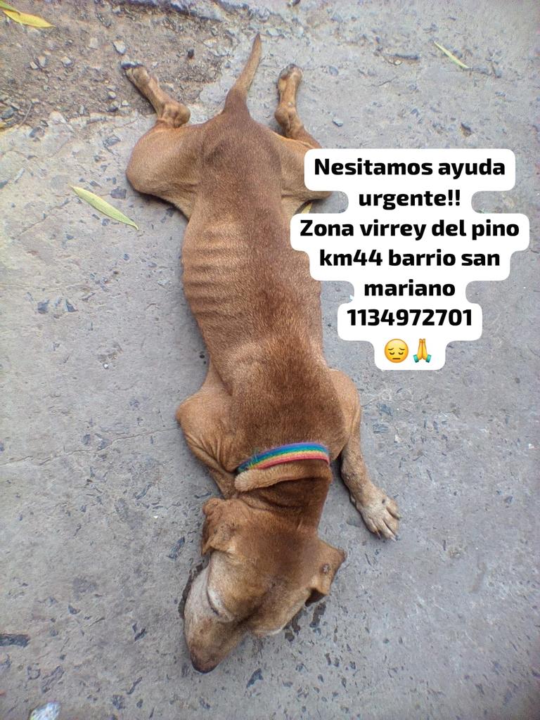 patripeyrou's tweet image. Rt
Ayuda urgente