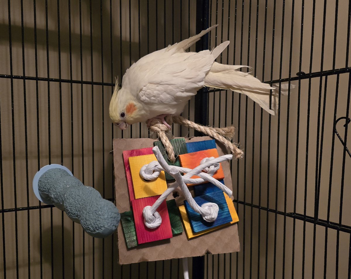 WereTheFlockers's tweet photo. New toy for the babies 🥰 https://t.co/0TfwcsEWp6
