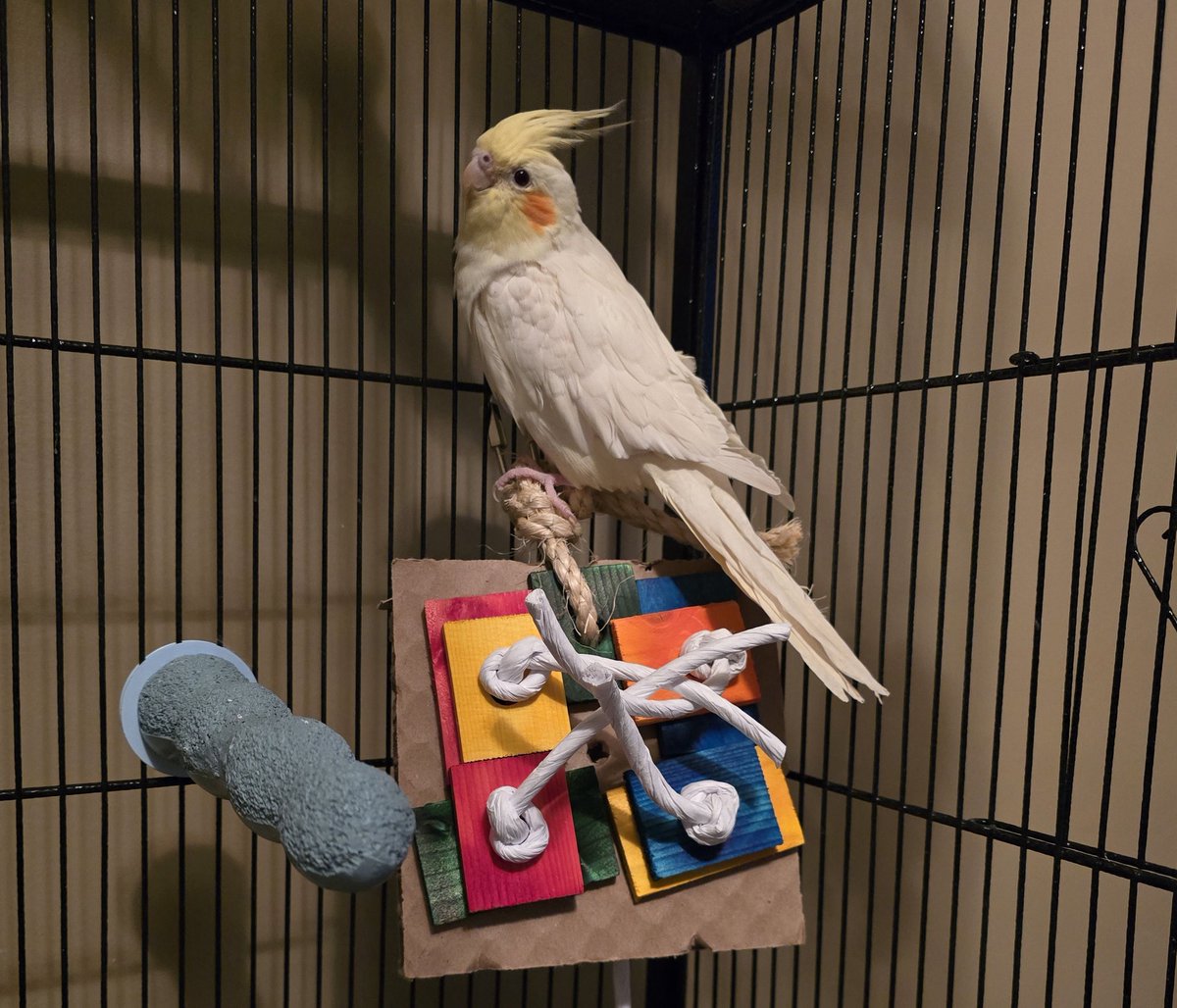 WereTheFlockers's tweet photo. New toy for the babies 🥰 https://t.co/0TfwcsEWp6