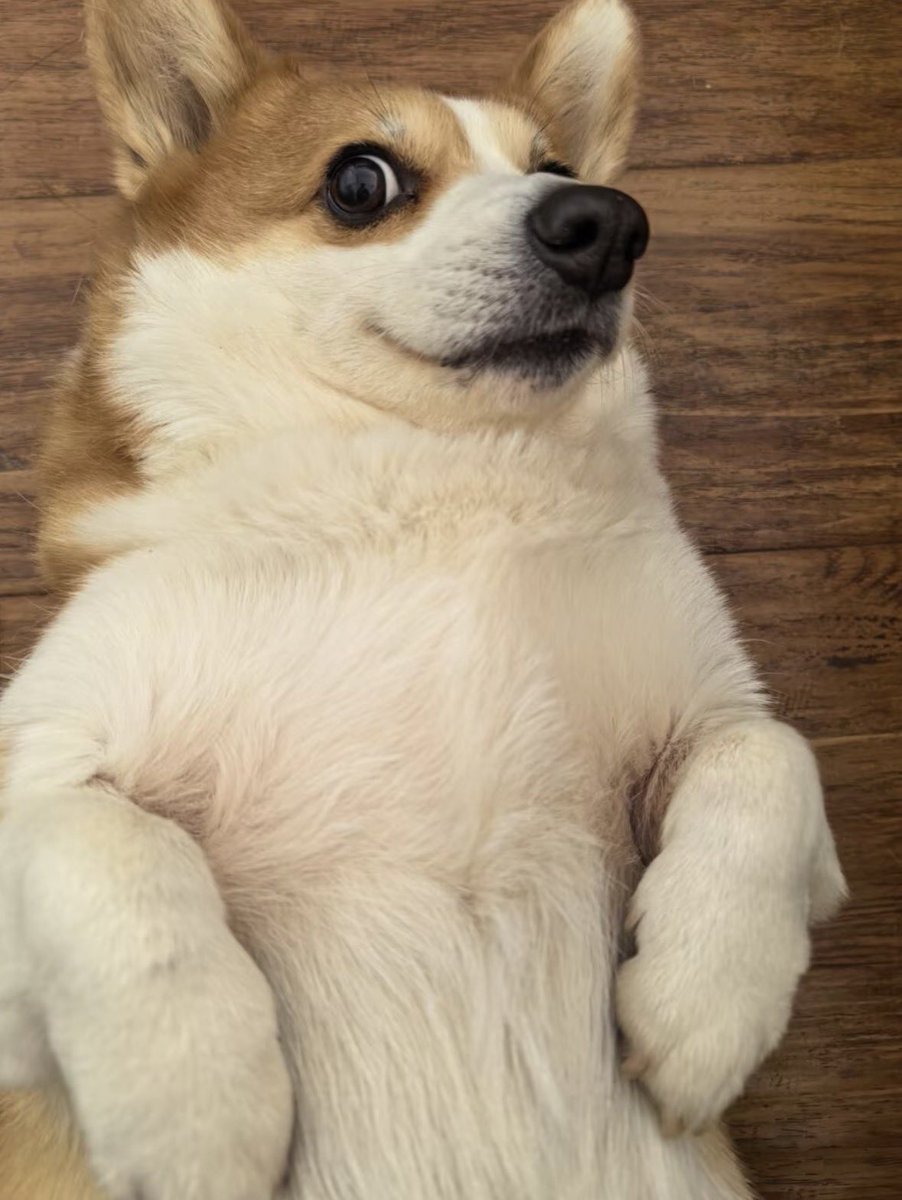 💖 (@twaniimals) on Twitter photo 