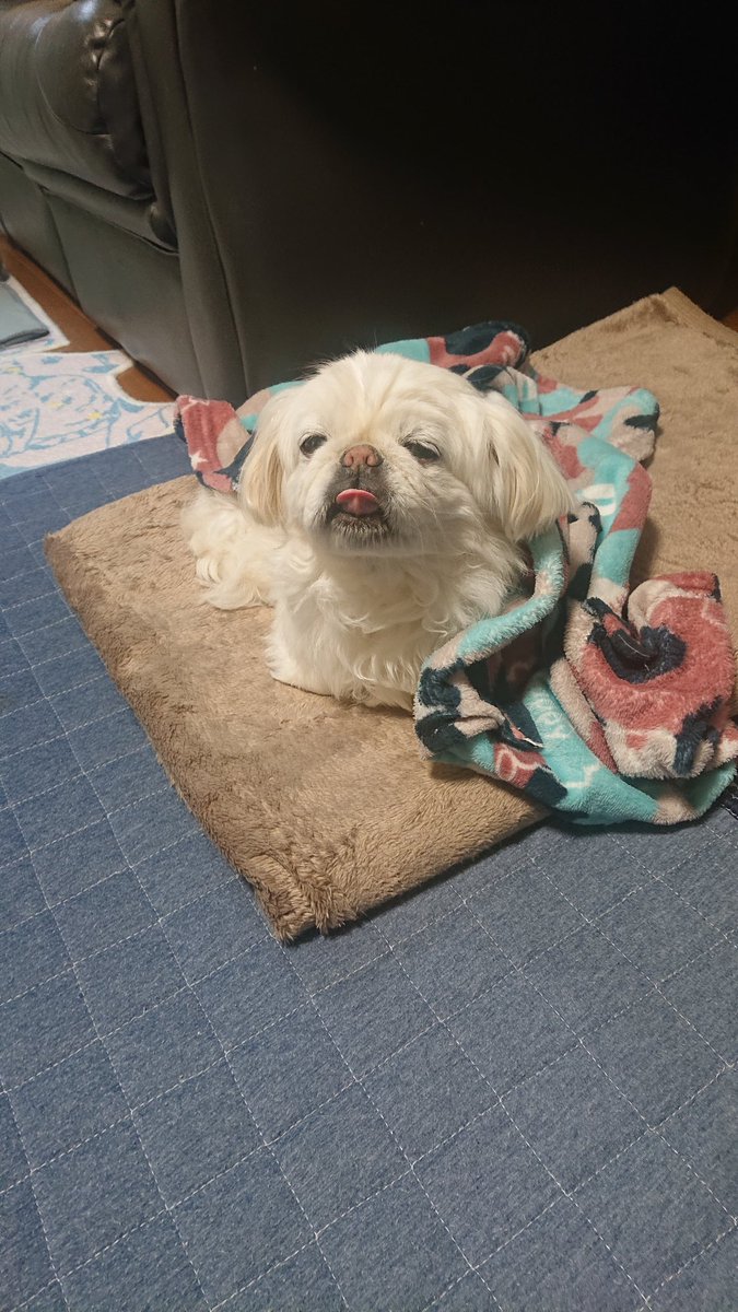 かおりん (@shiro0201_111) on Twitter photo 