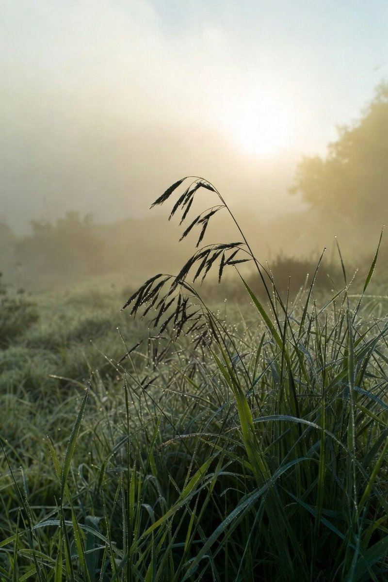 cimoexe's tweet image. Ingatkah engkau kepada embun pagi bersahaja
Yang menemanimu sebelum cahaya?
Ingatkah engkau kepada angin yang berhembus mesra
Yang 'kan membelaimu, Cinta?