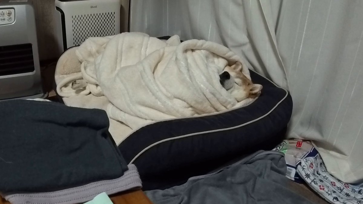 マヨネ tweet media