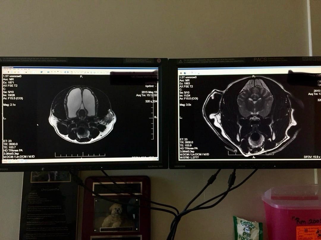 WeRateDogs tweet media