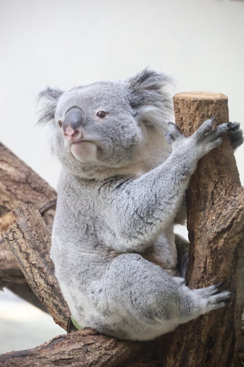 きんちゃん🐨🍠 260209📷 #多摩動物公園 #コアラ #きんとき