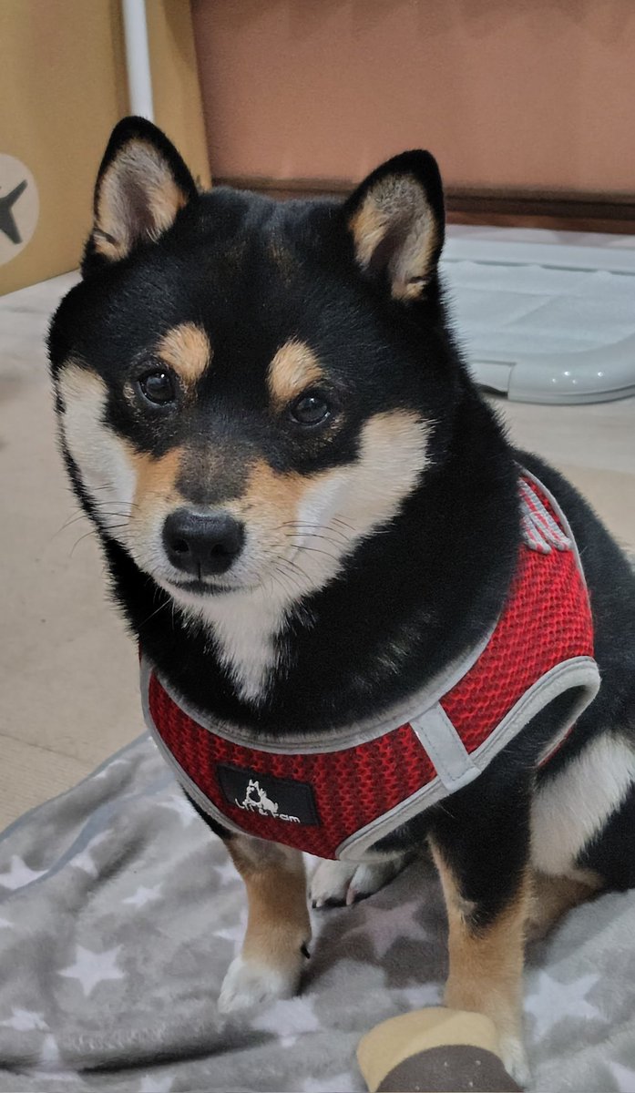 黒豆柴cota (@0220cota) / Posts / X