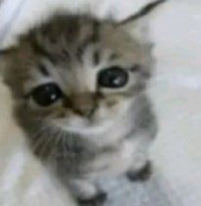 Quien dijo 2026 sorprendeme en mi nombre
Me esta pegando feo para acabarla sufrí una contractura en la espalda baja.

Ya díganle a celestia que Twilight es su guerrera más fuerte no yo :c