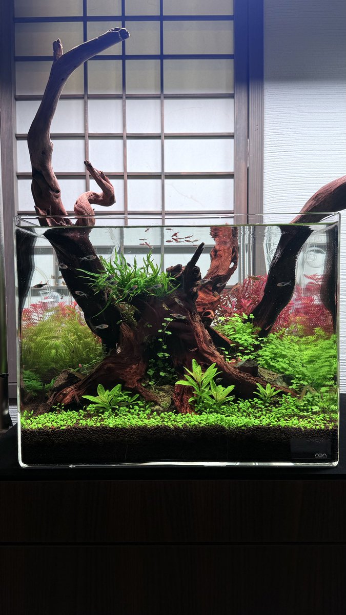 ADA スペリア水槽 透明度抜群 60㎝レギュラー水槽サイズ内なら