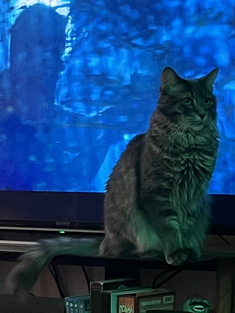 Dr. Sport Pepper The Cat tweet media