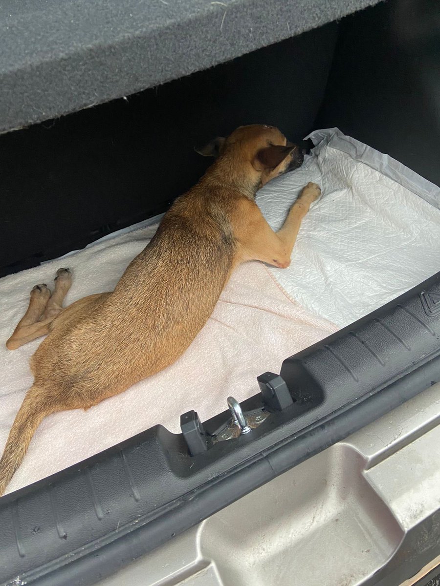 Projeto Jovens Pelas Patinhas tweet media