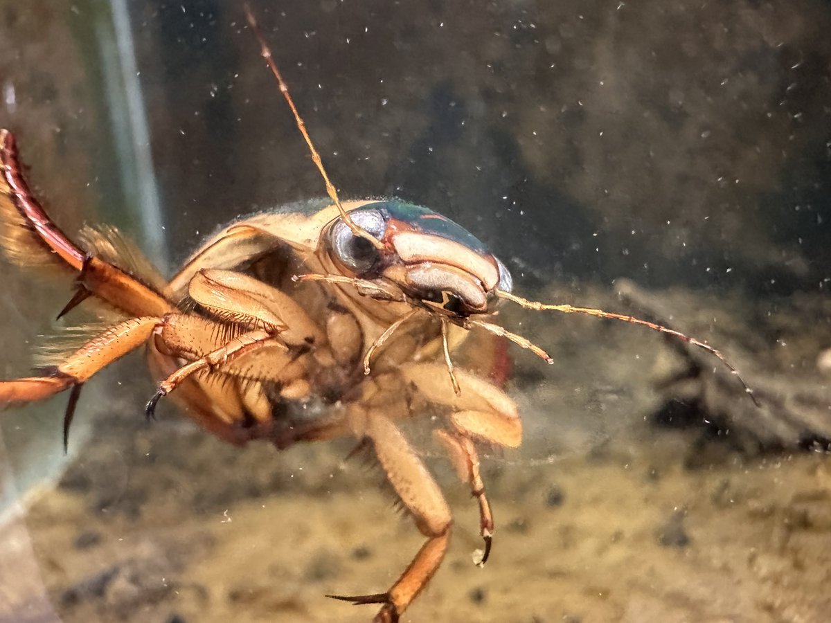 エゾゲンゴロウモドキ 頭部のV字模様がモドキ属の特徴です