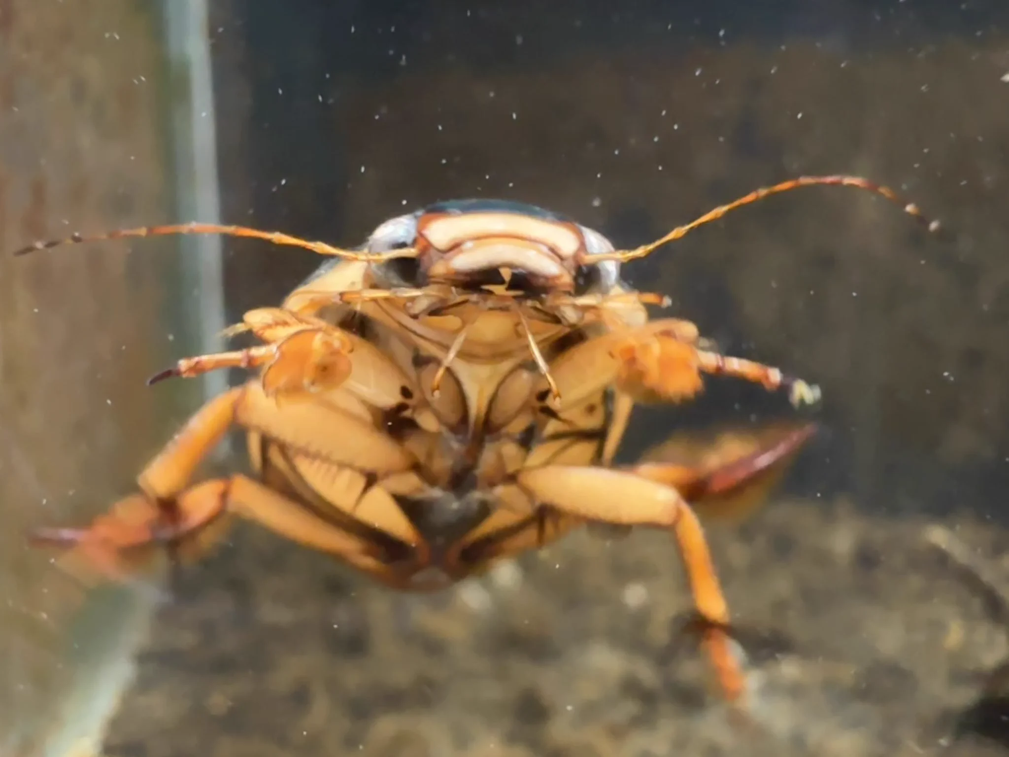 公式】アクアマリンいなわしろカワセミ水族館 on X: 
