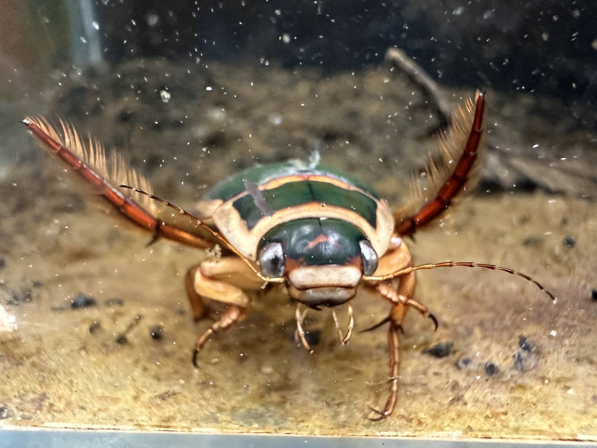 エゾゲンゴロウモドキ 頭部のV字模様がモドキ属の特徴です