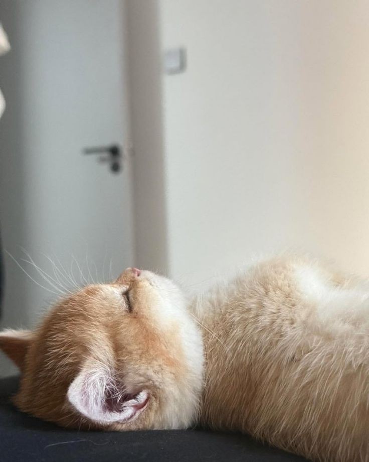 Catsillyness's tweet photo. https://t.co/D1oojmV7B2