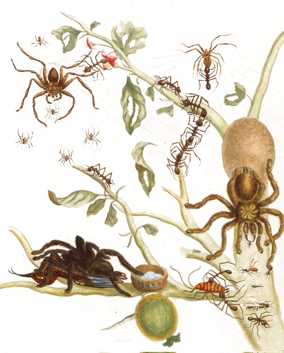 <a href="/PublicDomainRev/">The Public Domain Review</a> She also produced this one that might have impressed more than a few Europeans at the time: The tarantula eating a Hummingbird!