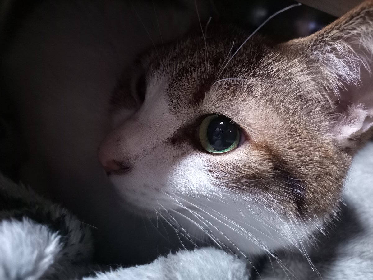 猫屋敷つばめ (@B3bUYjWAgn59108) / Posts / X