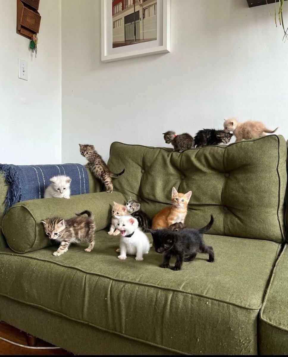 my kind of gang