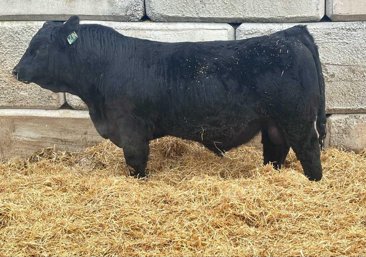 Cowboy Kade tweet media