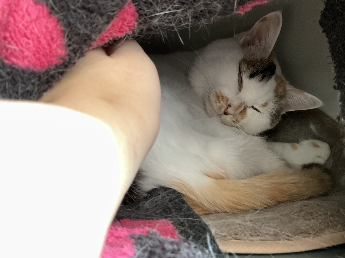 Post by うぐ🍙 on X: 朝ねこ