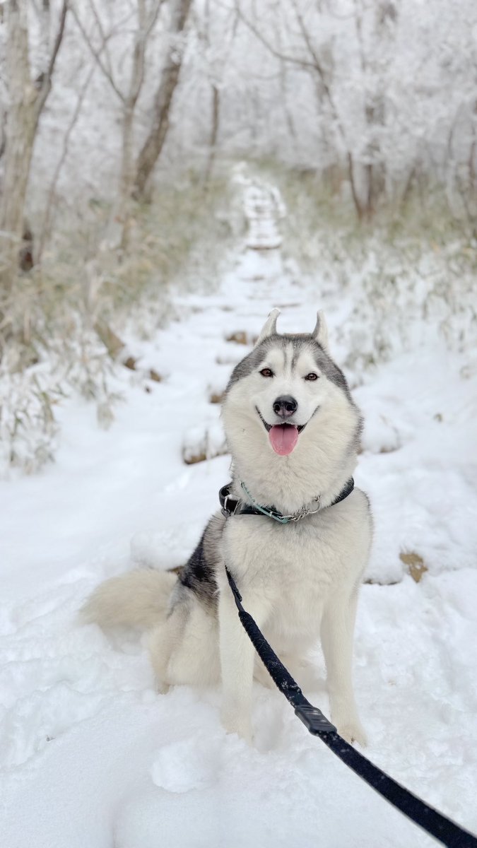これは、すれ違う登山者に「うわーかわいい｣「雪が似合うね！」「この景色に最高のワンちゃんだね」「間違いない」と絶賛されて褒め言葉をすべて漏れなく聞き逃すまいと思っている耳です