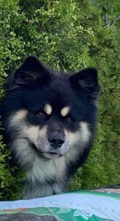 fuck you nibbas and diggas qualing today div 4 heheheheh suiiiiii ( will do it for my dog) rest in peace