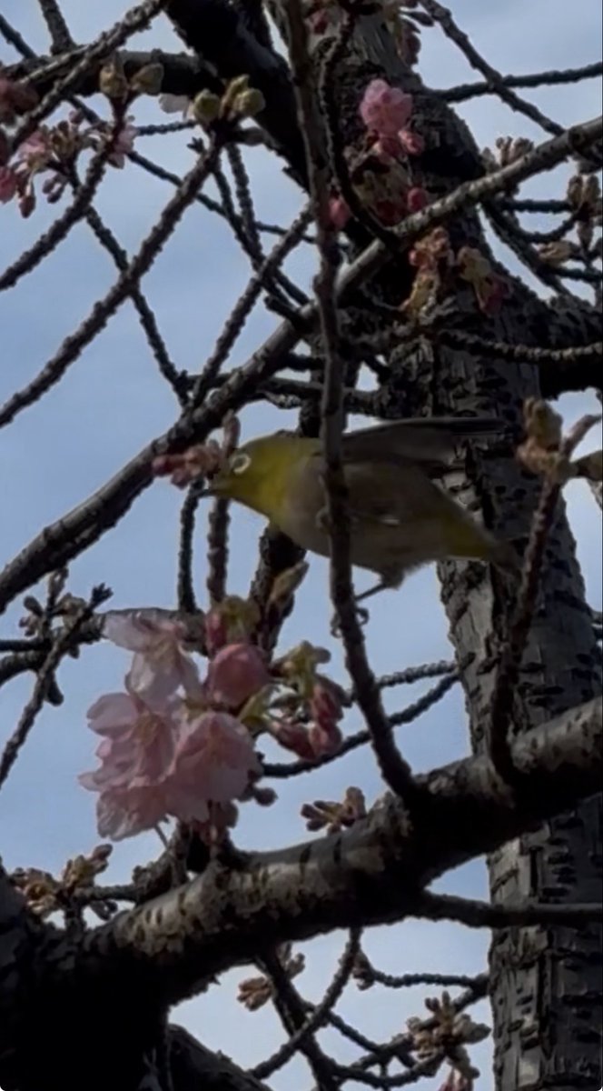 JunMauntain's tweet photo. メジロちゃん梅の花大好物🫶 https://t.co/aYnewiGJmh