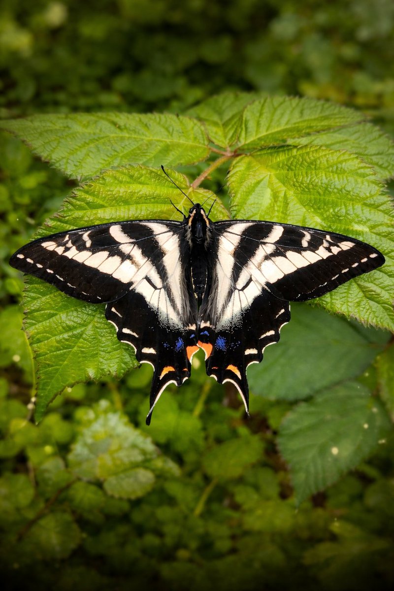 Mrs. Sizzle tweet media