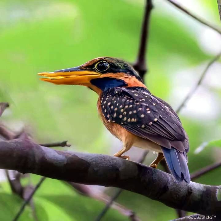 TheBatBotLab🇺🇸 tweet media