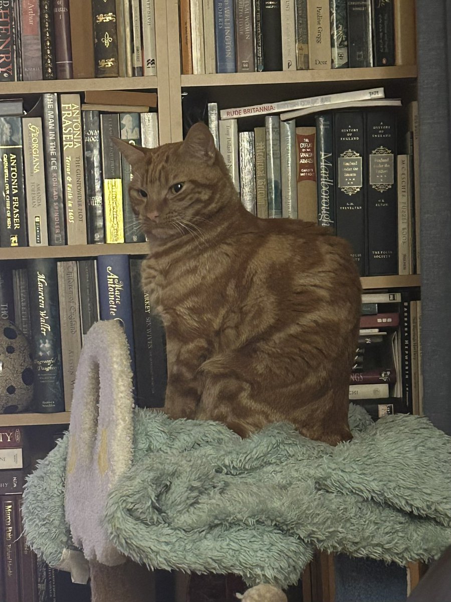 davidsupercat's tweet photo. Goodnight everyone! ๐บ #orangejim https://t.co/cwIi6Eb8Bt