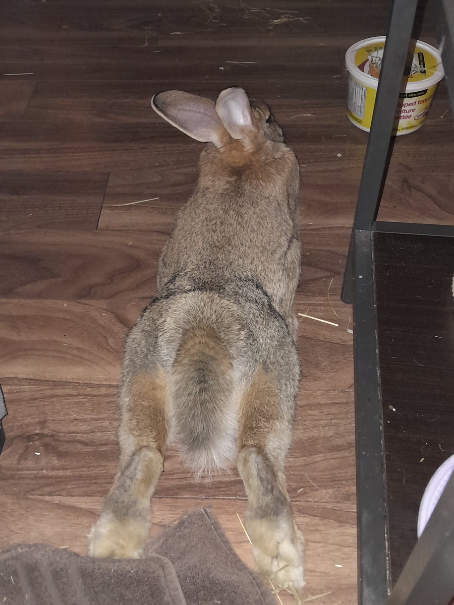 Bunny butt.