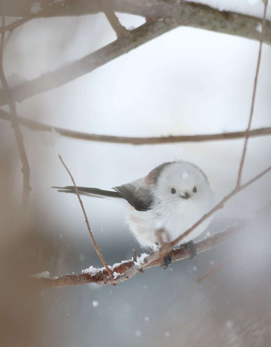 おはよう
２月１０日
火曜のあさだよ
きょうも
シマエナガがかわいいね（・▴・）
