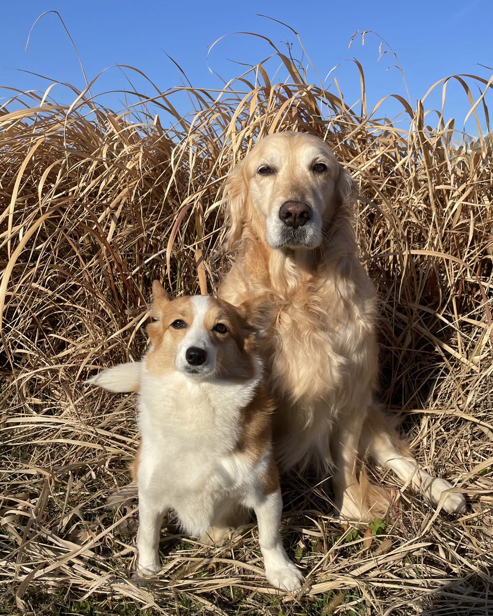 こま：「お空真っ青だけど、今朝もヒエッヒエだねェ」
サン：「でもお日様頑張ってるから、昼間は昨日よりあったかくなりそうだよ」
こま：「あのコのとこもお日様頑張ってるよね？」
サン：「やっぱりすごいねッ、お日様はッ！じゃあいくよッ、せえのッ！」