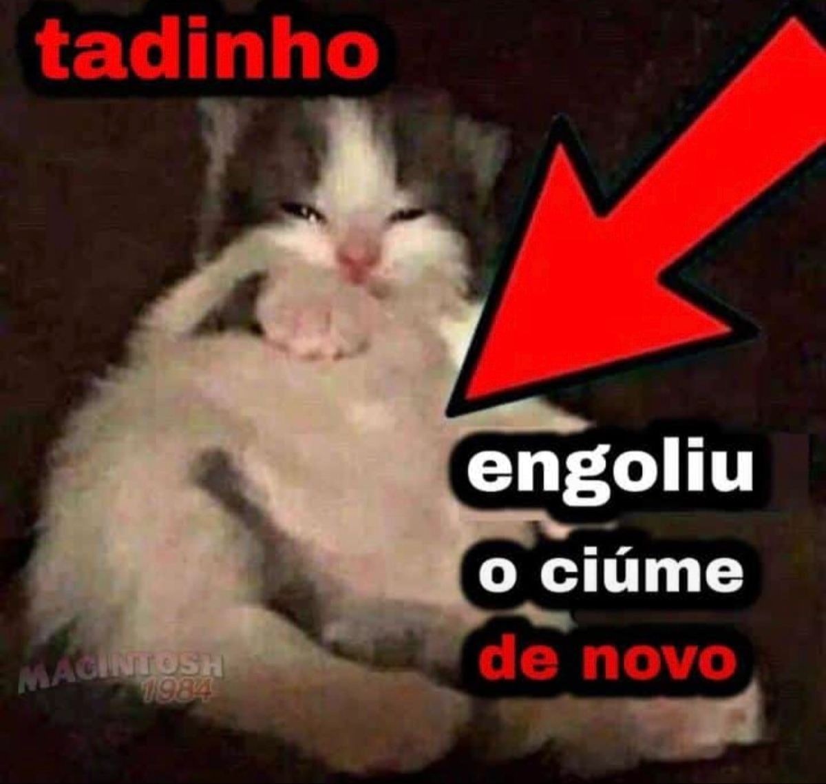 animais com frases aleatorias (@animaisfrases_) on Twitter photo 