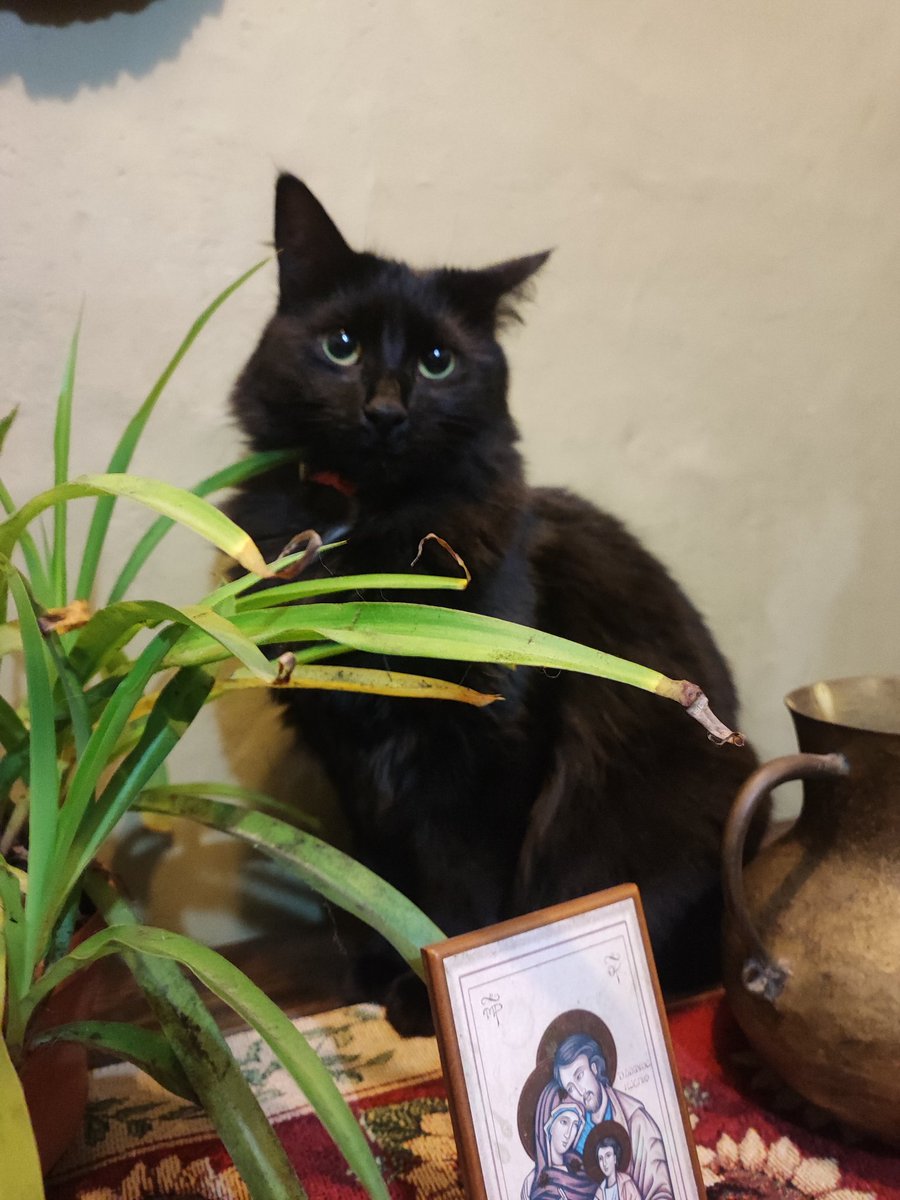 🇪🇦❤️🇪🇦💕la gata bajo la lluvia tweet media