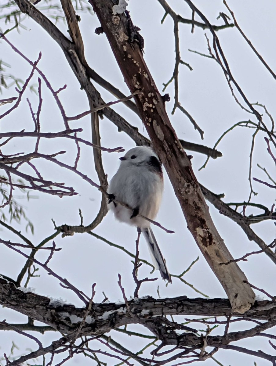 Francesca Sparrowtree tweet media