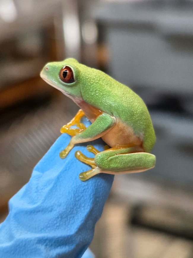 JoshsFrogs's tweet photo. This baby Panamanian Red Eyed Tree Frog is just 1 week old. With the proper care, this little fella can live over 5 years old, with some reports as high as 8 to 10 years!
Credit - TF&T Keeper Holly
#TreeFrog #ExoticPets #FrogLife #RedEyedTreeFrog #FrogEnthusiasts #FrogLovers https://t.co/IcxidpTviU