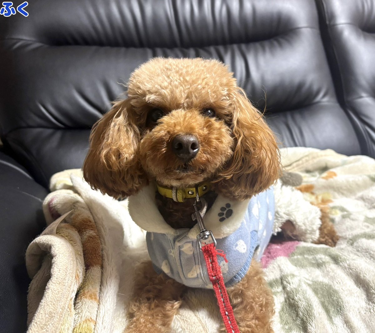 マンチカン大吉 Munchkin Daikichi (@Daikichi_0611) / Posts / X