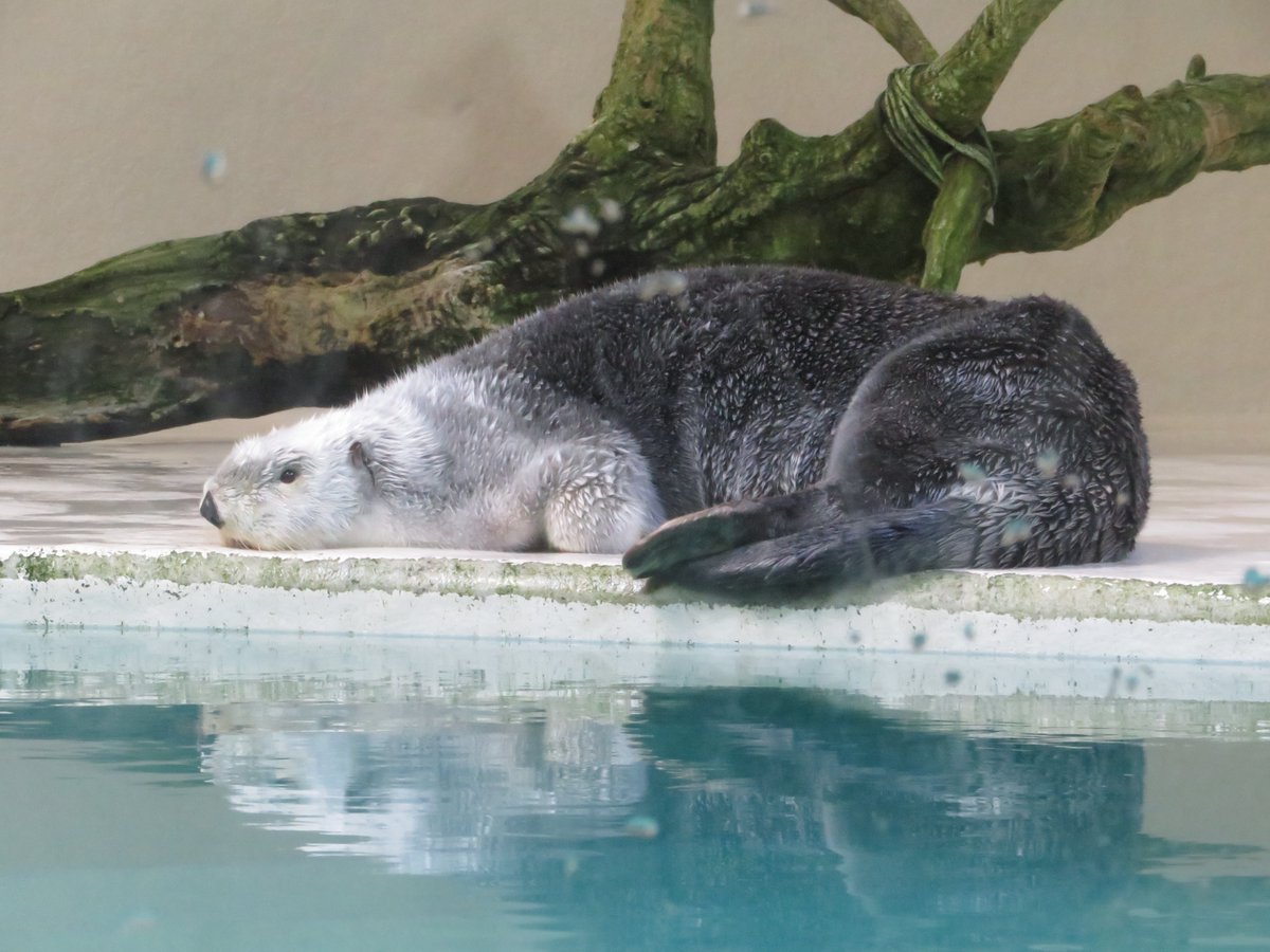 ❌水族館好き(❁ᴗ͈ˬᴗ͈)水族館の生き物 おはようございます☀️
