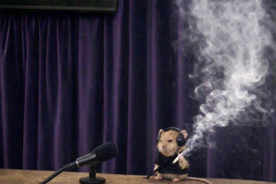 Tiny paws, Heavy sigh.