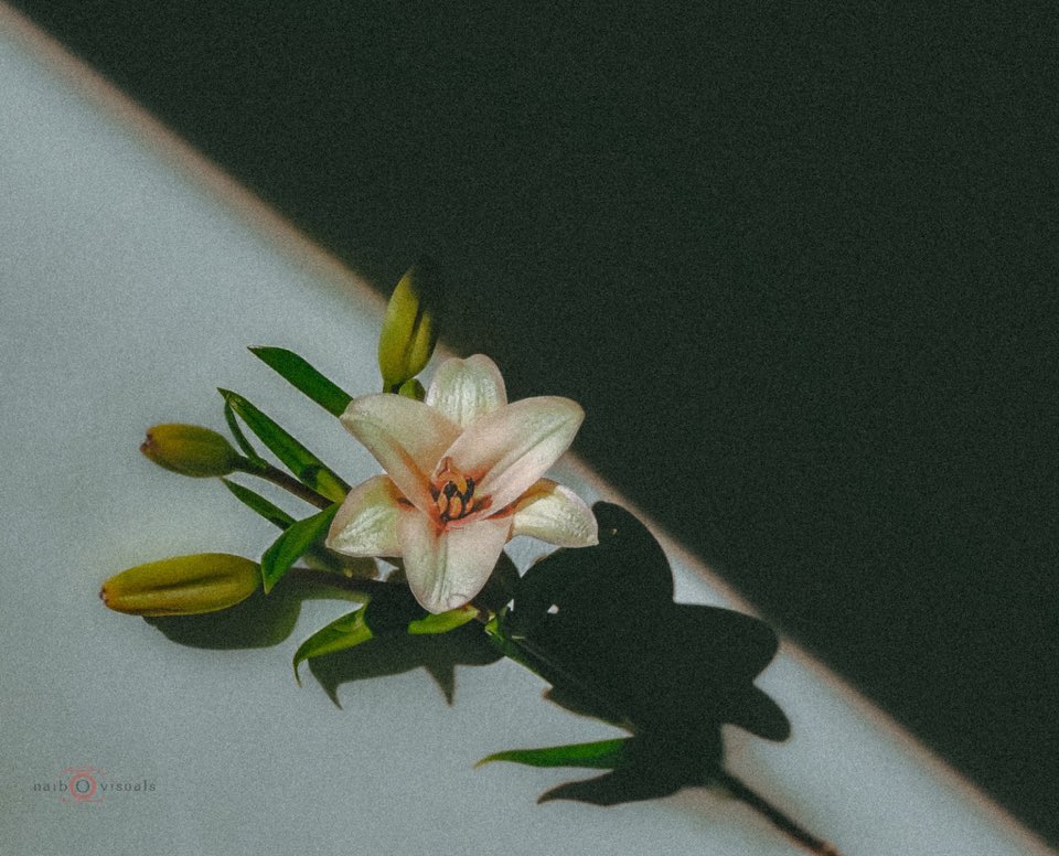 Fidel Amos ⟁ tweet media