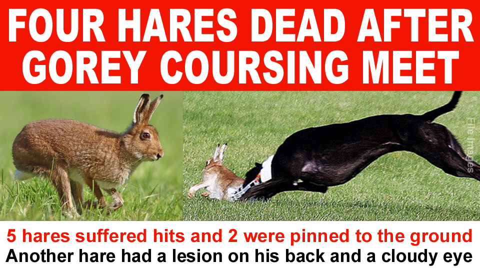 banbloodsports's tweet photo. 4 hares DEAD following shameful coursing meeting in #Gorey #Wexford, recently released documents reveal • 5 hares were hit by the dogs and 2 pinned to the ground. 1 hare had a lesion on his back and a cloudy eye https://t.co/FD5oNf6Qc7 #Ireland #AnimalCruelty #BanHareCoursing https://t.co/6LsiVqYp64