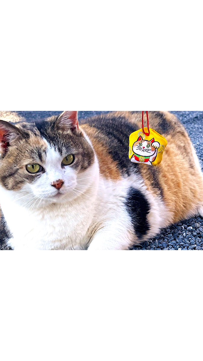 猫の日を祝い、２月21日（土）から
「にゃん縁守り」を社頭のみで数量限定頒布します。

水引で猫を形どった、ご縁を繋ぐ御守りです。
鈴の中に内符が入っており、一体一体色違いで手作りで仕上げました。

tadakamowake.com

#栃木県
#佐野市
#賀茂別雷神社
#お守り
#猫の日