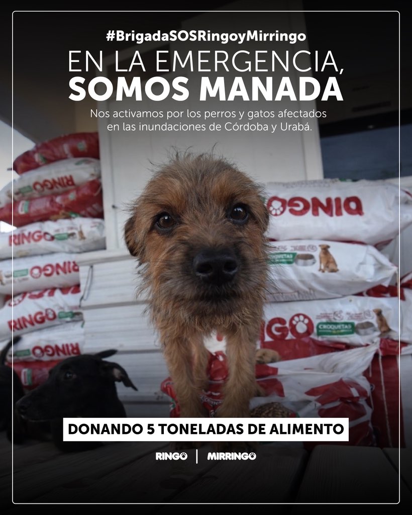 efectomirringo's tweet photo. ¡Córdoba y Urabá, no están solos! Activamos la #BrigadaSOSRingoyMirringo para movilizar 5 toneladas de alimento en total que serán donados para ayudar a cada perro y gato que hoy lo necesita. El invierno ha golpeado fuerte y sabemos que no es fácil atravesar este momento. 💛 https://t.co/ZQGAZjjVDz