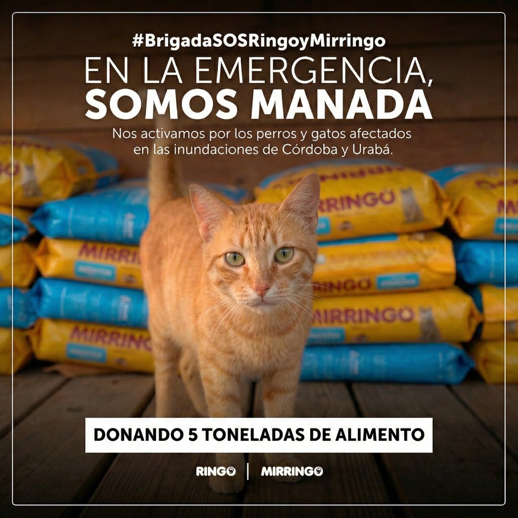 efectomirringo's tweet photo. ¡Córdoba y Urabá, no están solos! Activamos la #BrigadaSOSRingoyMirringo para movilizar 5 toneladas de alimento en total que serán donados para ayudar a cada perro y gato que hoy lo necesita. El invierno ha golpeado fuerte y sabemos que no es fácil atravesar este momento. 💛 https://t.co/ZQGAZjjVDz