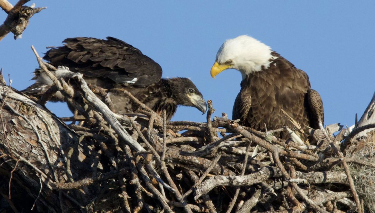RisingTideFL's tweet photo. During a recent Sunset Bird Rookery Boat Tour with Rising Tide Explorers, guest Betsy M. Buitekant captured these incredible photos of an eagle’s nest and its growing eaglet near the launch site. 
#RisingTideFL #BaldEagle #eaglet #NaplesFL #FloridaWildlife #NaturePhotography https://t.co/J5w23XNjFu